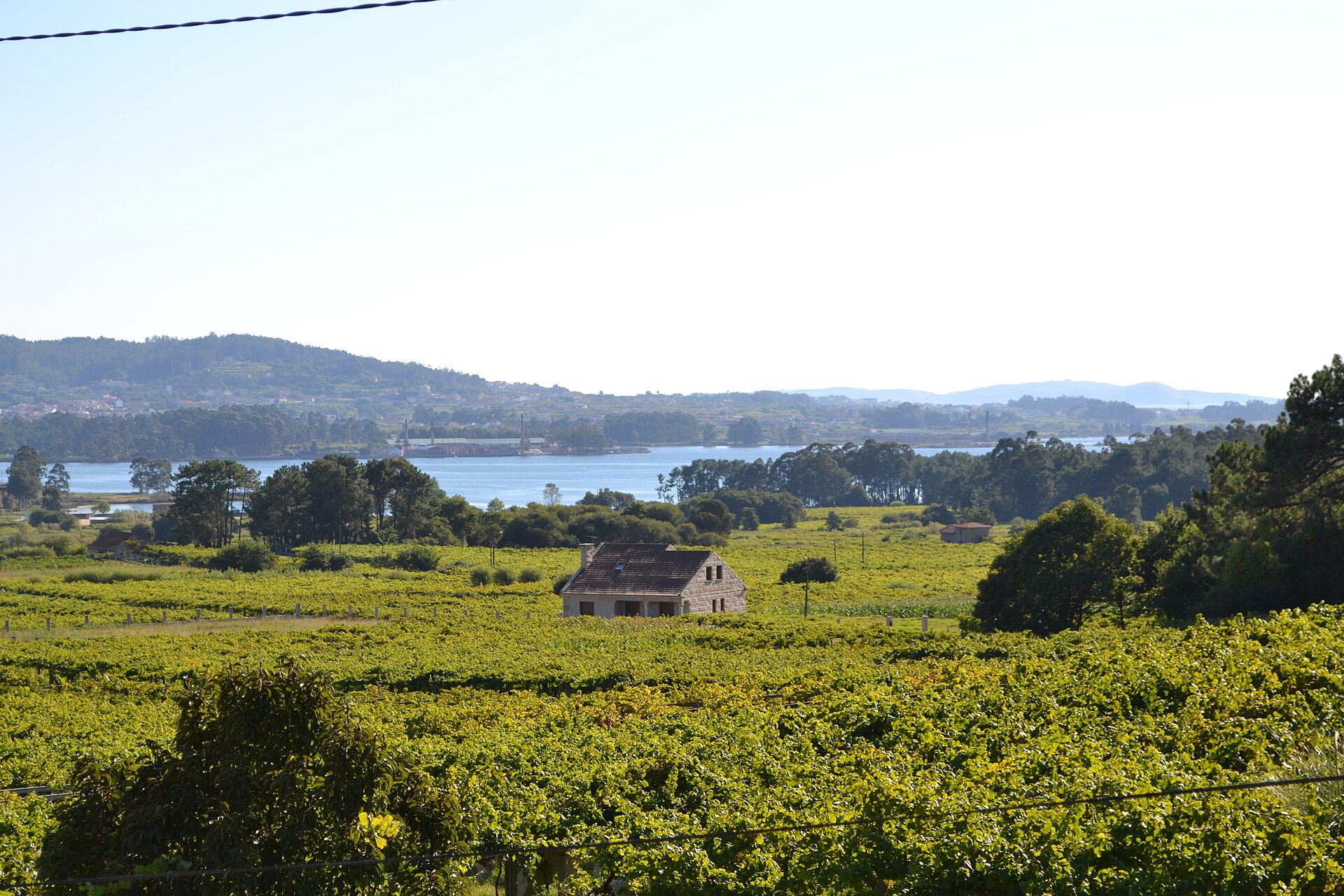 Albariño-Weinberge bei Cambados in der Region Rías Baixas